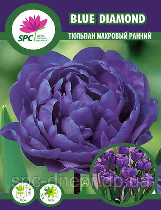 Тюльпан махровий пізній Blue Diamond