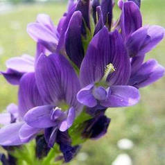 Люцерна посівне, магнічне насіння, на сидерати — відновлює багаті ґрунти