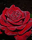 Троянда Інгрід Бергман, фото 2
