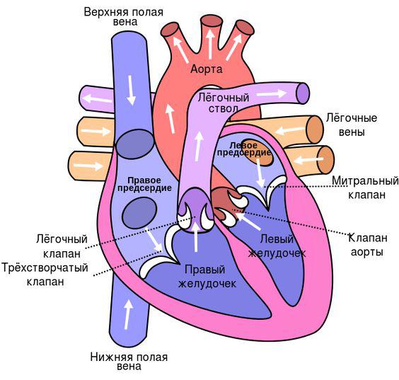 Серце картинка 1.