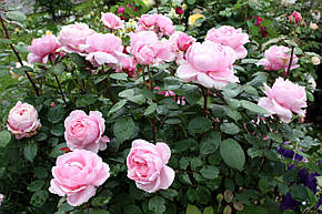 Троянда Бразе Кадфаель (Brother Cadfael) Анг., фото 2