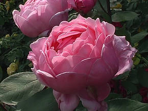 Троянда Бразе Кадфаель (Brother Cadfael) Анг., фото 2