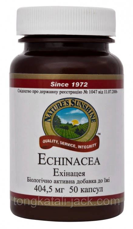 Ехінацея (Echinacea)
