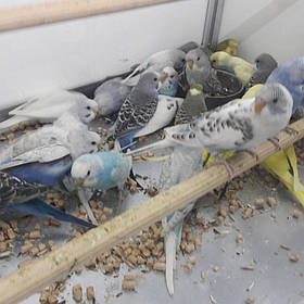 Хвилястий від 25 днів.