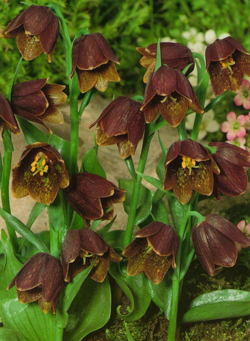 Луковиці фритиллярії трав'янистої Uva Vulpis 5 шт.