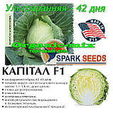 Капуста ультраранна Капітал F1 (Spark seeds, США), проф.пакет 2500 насіння, фото 3