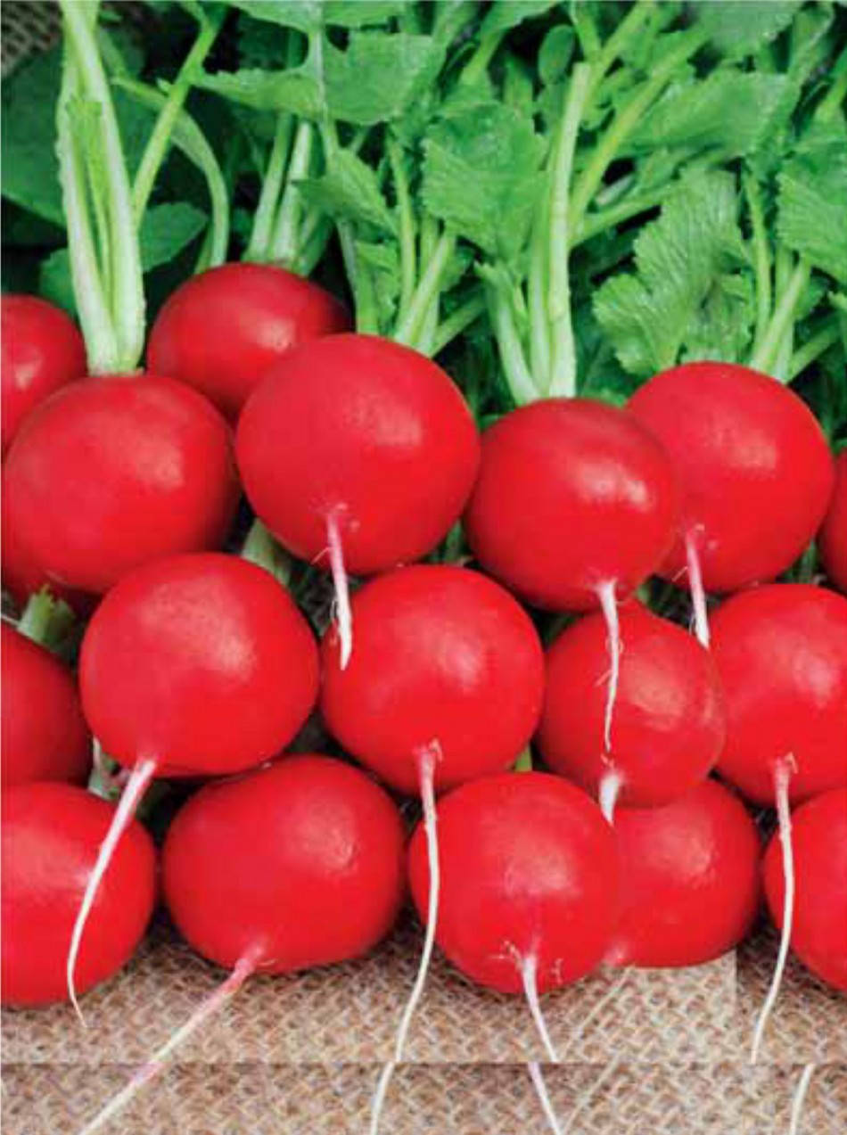 

Семена Редис Саксония 3 грамма PNOS Кронос