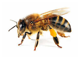 Пчеловодство, переработка и упаковка мёда