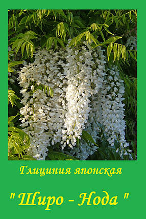 Гліцинія японська "Широ - Нода" \ Wisteria Shiro-Noda ( саджанці 3 річні ), фото 3