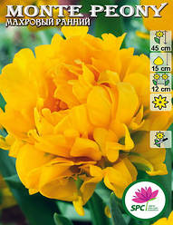 Тюльпан махровий ранній Monte Peony