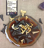 Зуби мегалодона Акулят зуб Окаменелості, фото 4