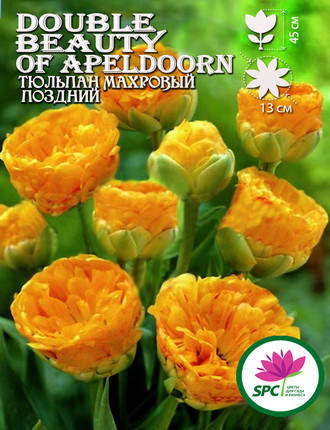 Тюльпан махровий пізній Double Beauty of Apeldoorn, фото 2