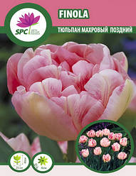 Тюльпан махровий пізній Finola