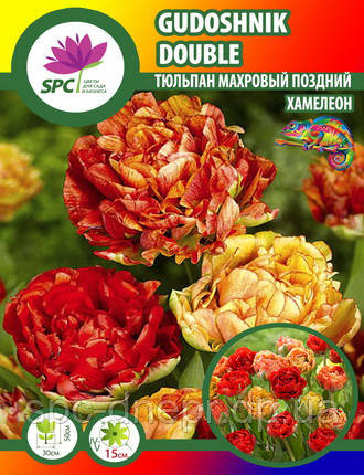 Тюльпан махровий пізній Gudoshnik Double, фото 2