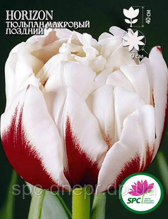 Тюльпан махровий пізній Horizon