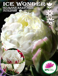 Тюльпан махровий пізній Ice Wonder