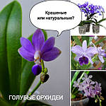Блакитні орхідеї: фарбовані і натуральні