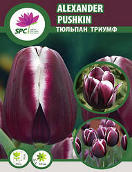 Тюльпан тріумф Alexander Pushkin