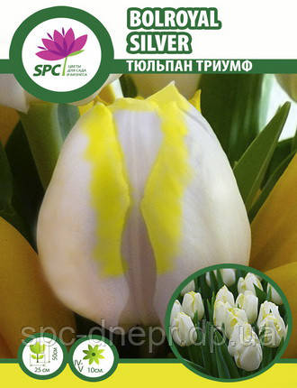 Тюльпан тріумф Bolroyal Silver, фото 2