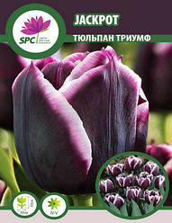 Тюльпан тріумф Jackpot