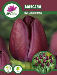 Тюльпан тріумф Mascara