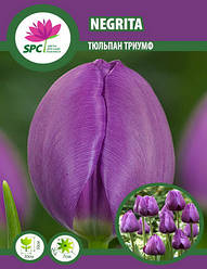 Тюльпан тріумф Negrita