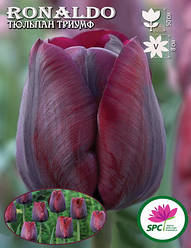 Тюльпан тріумф Ronaldo