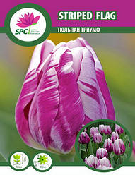 Тюльпан тріумф Striped Flag