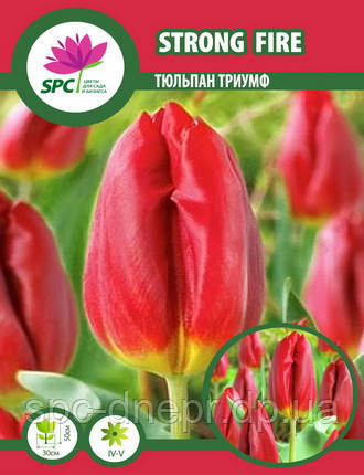 Тюльпан тріумф Strong Fire