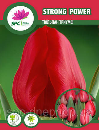 Тюльпан тріумф Strong Power
