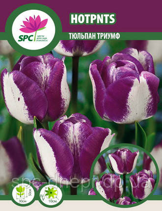 Тюльпан тріумф Hot Pants