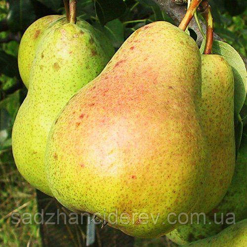 Саджанці груші Еріка