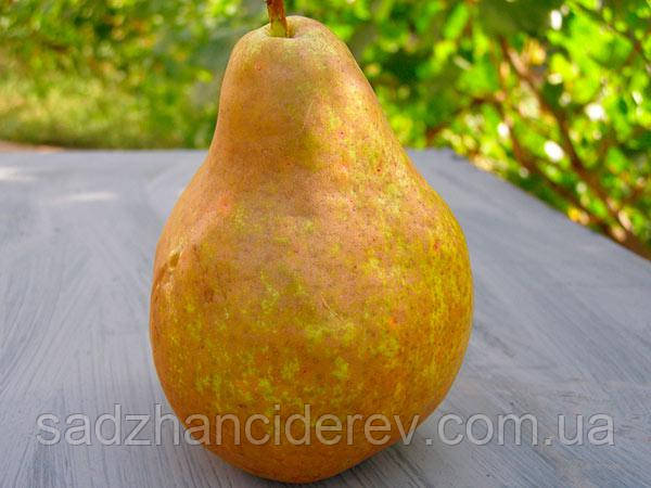 Саджанці груші Вижниця, фото 1