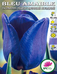Тюльпан звичайний пізній Bleu Amaible