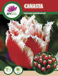 Тюльпан Canasta