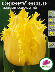 Тюльпан Crispy Gold