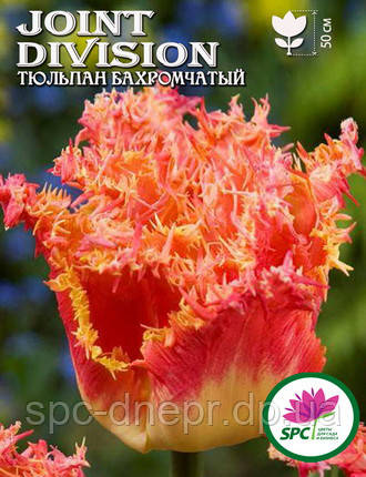 Тюльпан Joint Division, фото 2