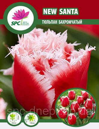 Тюльпан New Santa, фото 2