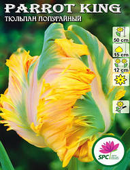 Тюльпан Parrot King