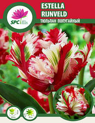  Тюльпан Estella Rijnveld