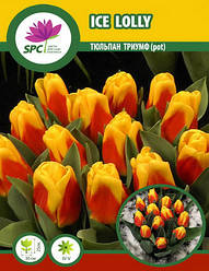 Тюльпан Ice Lolly (pot)