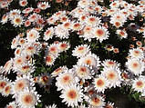 Хризантема корейська Медея, фото 4