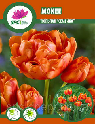Тюльпан Monee