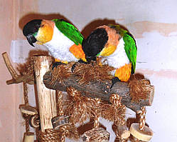 Черноголовий білобрюхий попугай (Каик) Pionites melanocephala