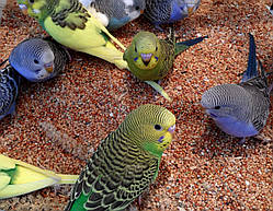 Хвилястий попуга. (Малюки)