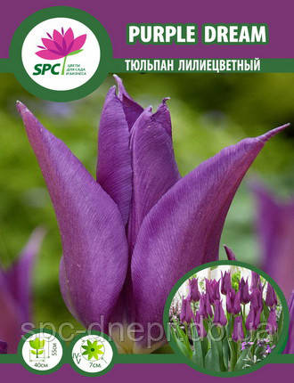 Тюльпан Purple Dream, фото 2