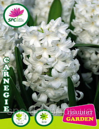 Гіацинт Carnegie, фото 2
