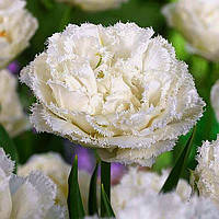 Луковиці тюльпанів махрових + бахромчастих Snow Crystal 2 шт.