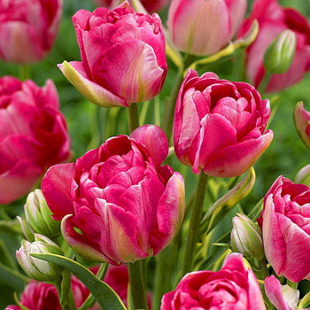 Луковиці тюльпанів махрових + багатобарвних Granda 3 шт.