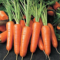 Cемена моркови Шантане Роял оптом